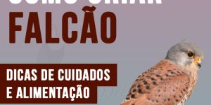 como criar falcao