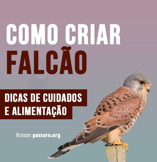 como criar falcao