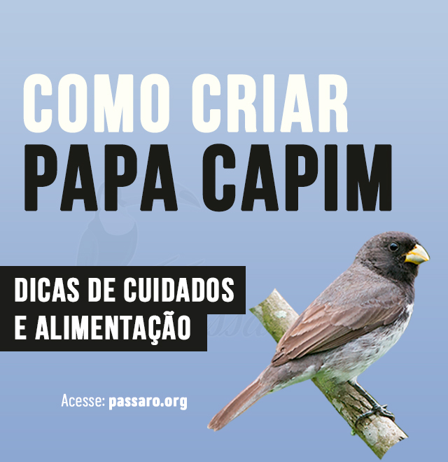 Placa de Identificação Papa Capim