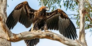 comportamento da aguia-audaz