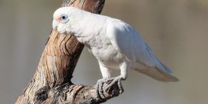 comportamento da cacatua corella