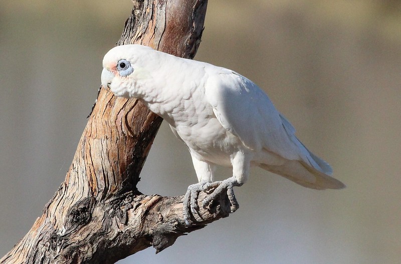 comportamento da cacatua corella