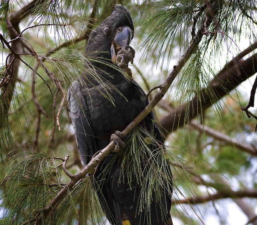 comportamento da cacatua-negra-de-cauda-vermelha