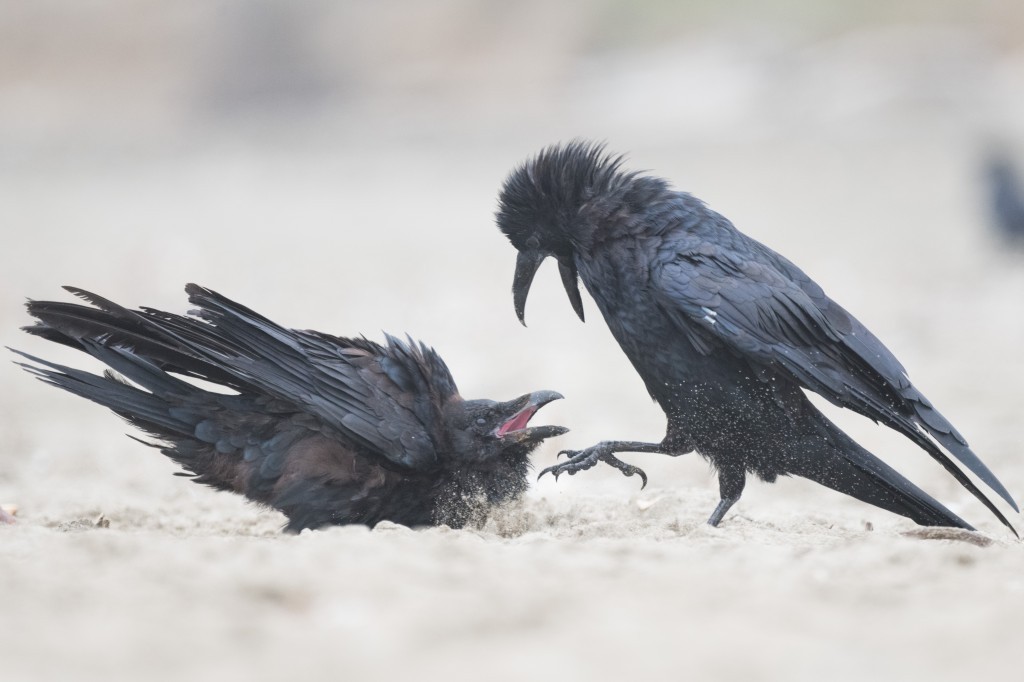 comportamento do corvo comum