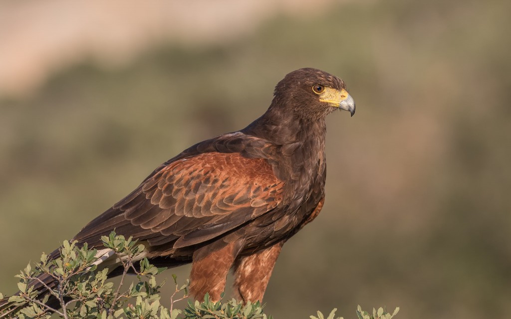 comportamento do gaviao-de-asa-castanha