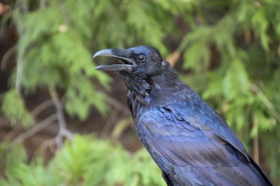 corvo-americano