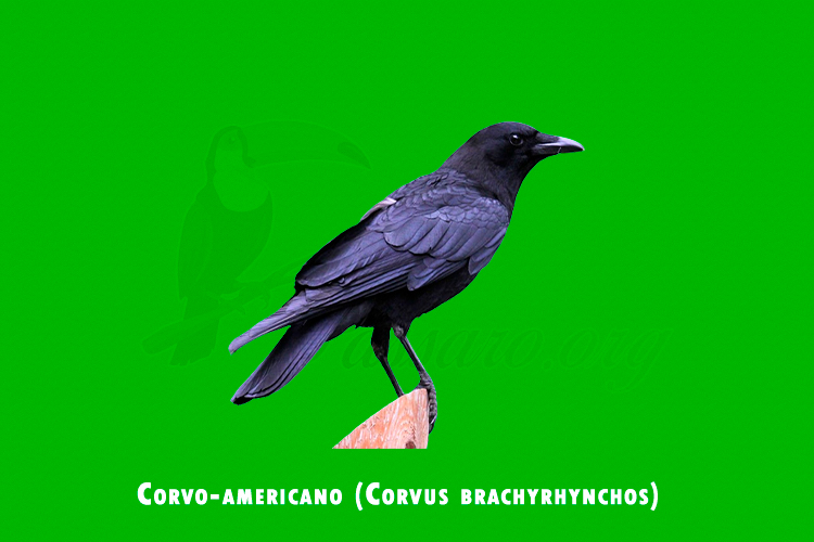 corvo-americano (corvus brachyrhynchos)
