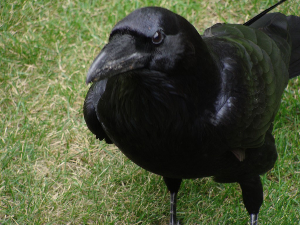 corvo comum