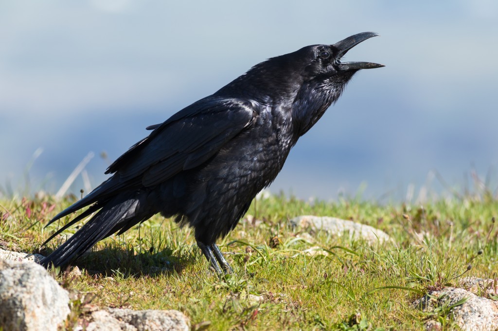 corvo comum