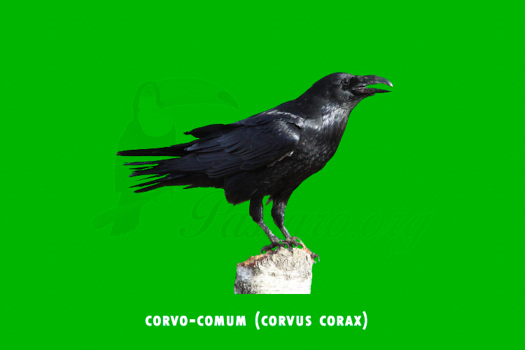 corvo-comum (corvus corax)