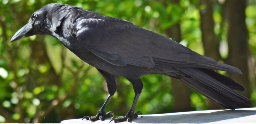  corvo de bico grosso