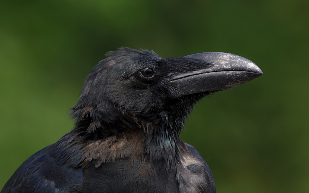 corvo de bico grosso