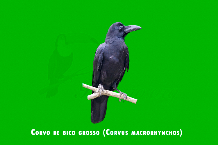 corvo de bico grosso (corvus macrorhynchos)