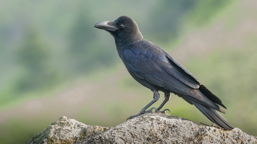 corvo de bico grosso