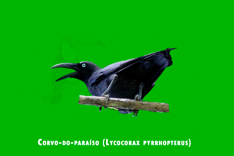 corvo-do-paraiso ( lycocorax pyrrhopterus )