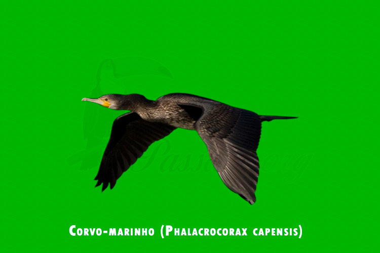 corvo-marinho ( phalacrocorax capensis )