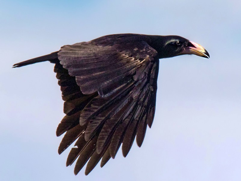 corvo woodfordi