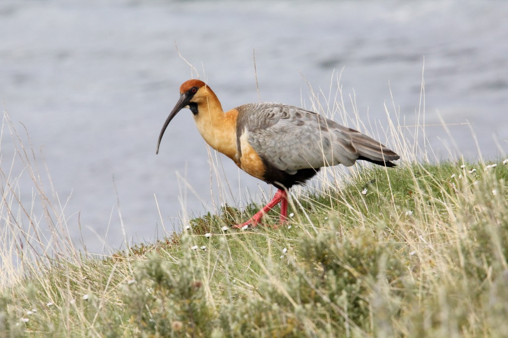 curicaca-de-colar