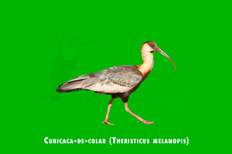 curicaca-de-colar (theristicus melanopis)