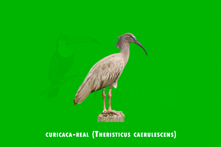 curicaca-real (Theristicus caerulescens)