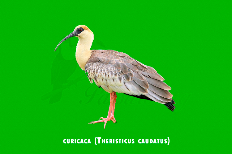 curicaca (theristicus caudatus)