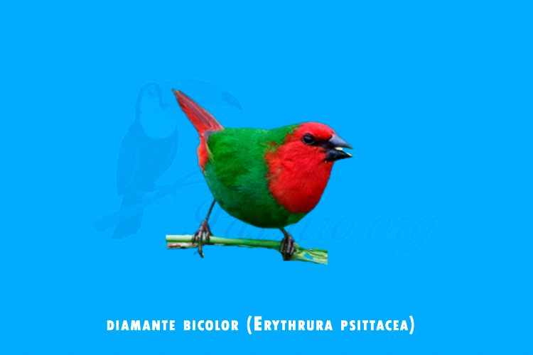 diamante bicolor ( erythrura psittacea)