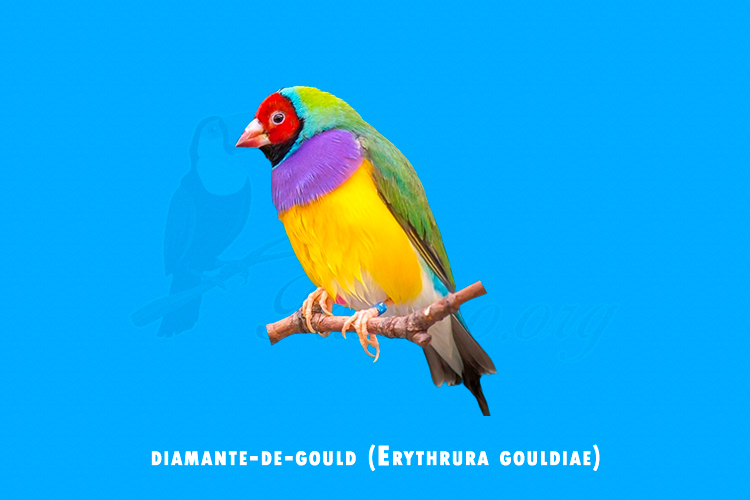 diamante-de-gould (erythrura gouldiae)