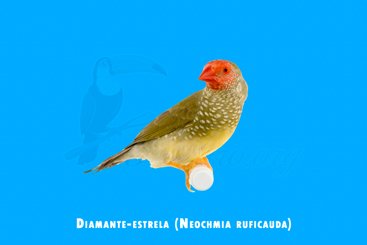 diamante-estrela (neochmia ruficauda)