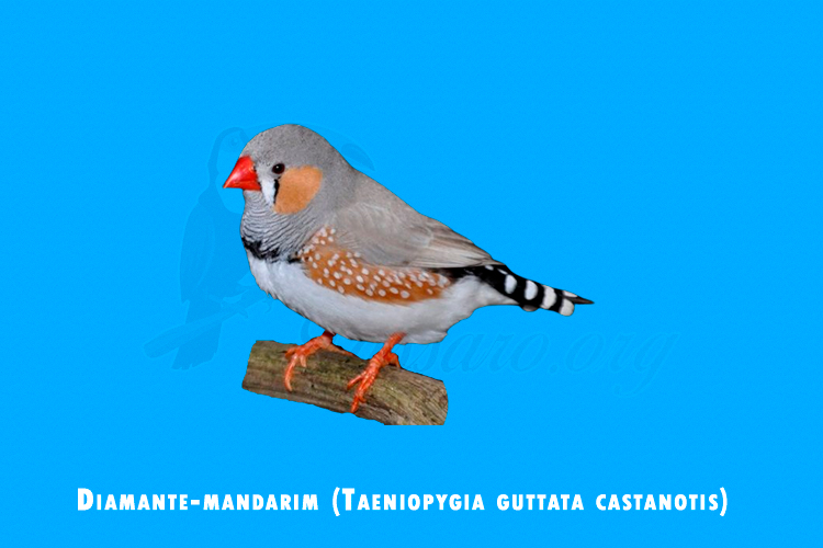 diamante-mandarim (taeniopygia guttata castanotis)