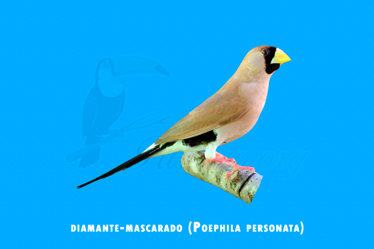 diamante-mascarado (poephila personata)