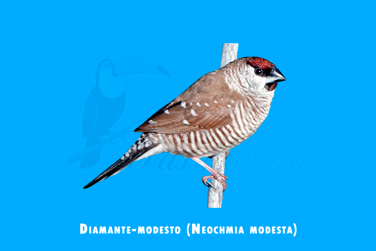 diamante-modesto (neochmia modesta)