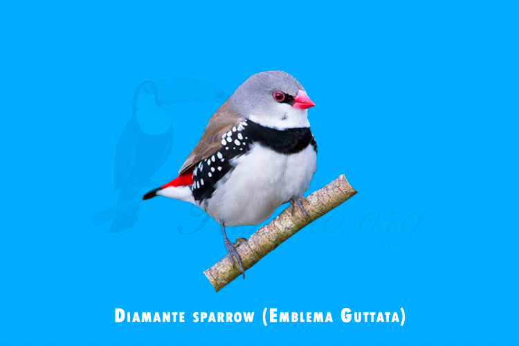 diamante sparrow (emblema guttata)