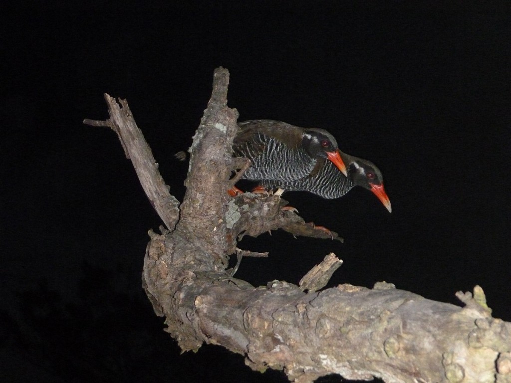 esatdo de conservacao do gallirallus okinawae