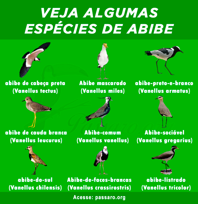 especies de abibe