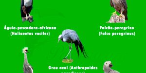 especies de aves nacionais da africa