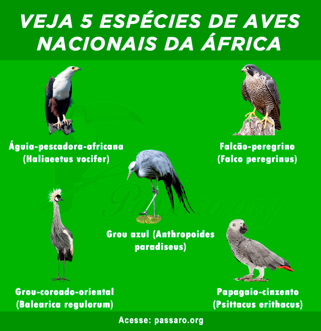 especies de aves nacionais da africa