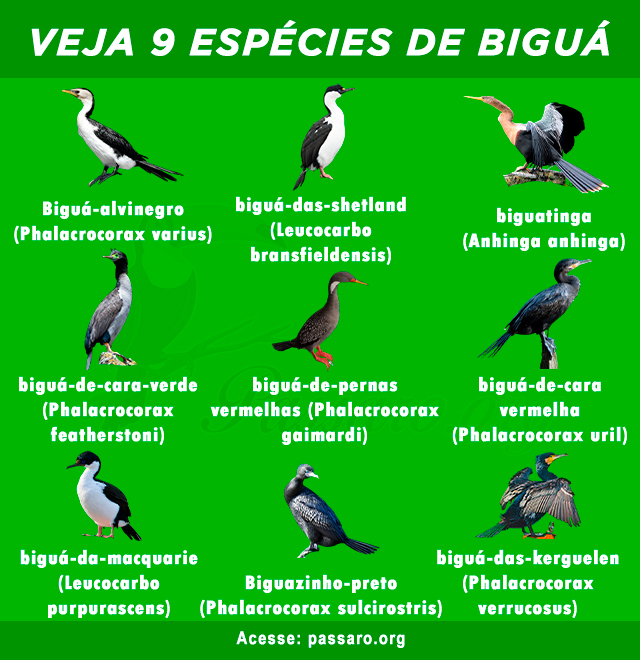 especies de bigua