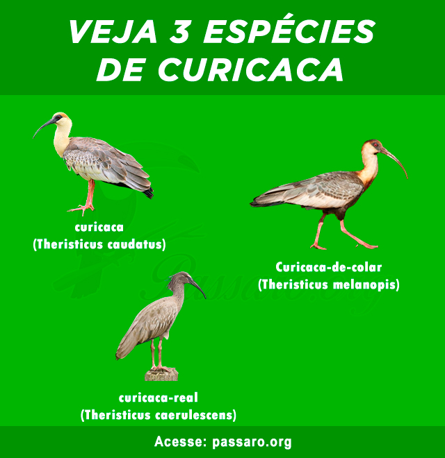 especies de curicaca