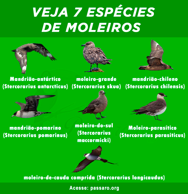 especies de moleiro