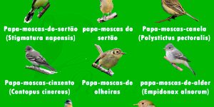 especies de passaros papa-moscas