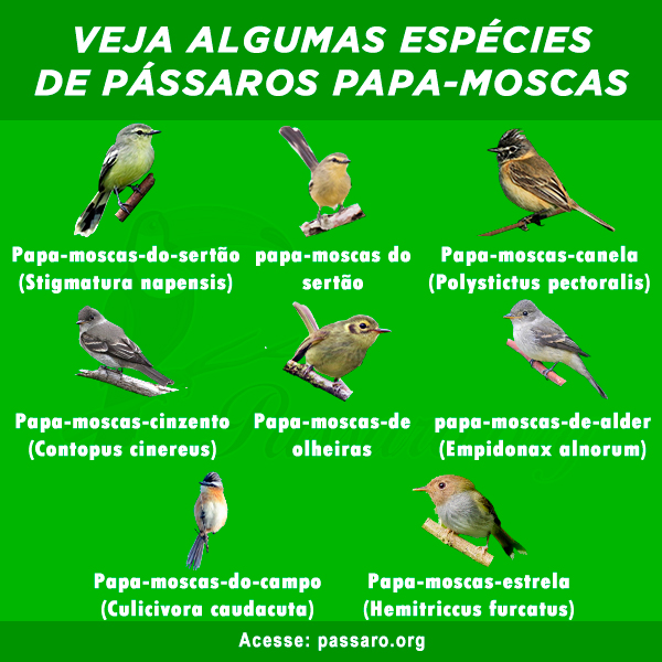 especies de passaros papa-moscas