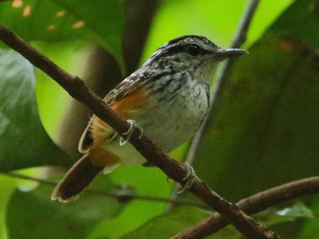 estado de conservacao choquinha-de-garganta-carijo