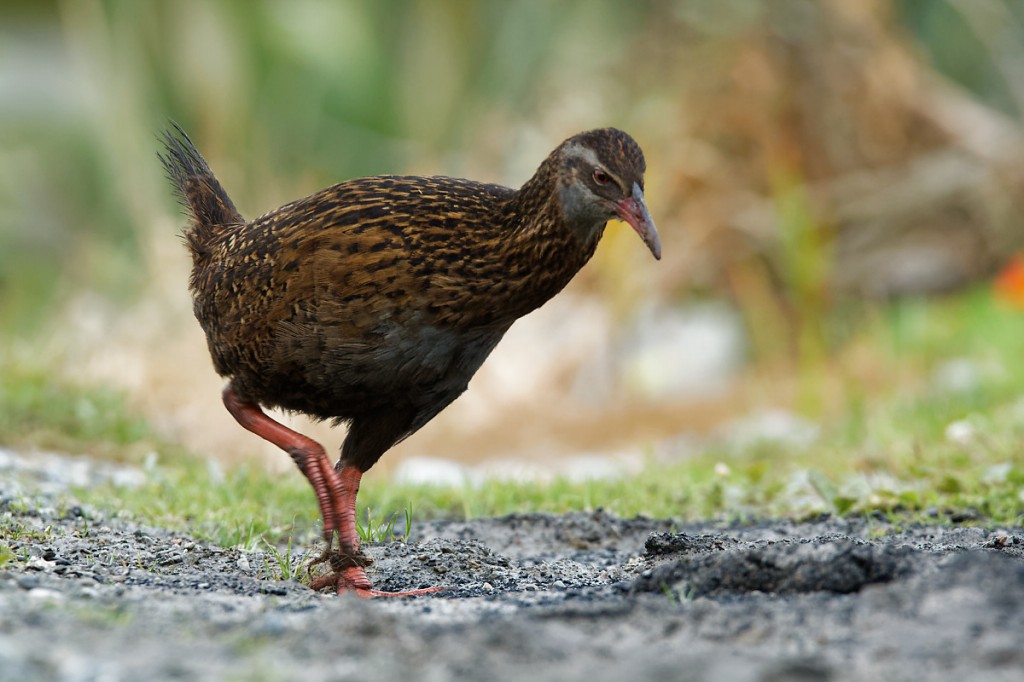 estado de conservacao do weka