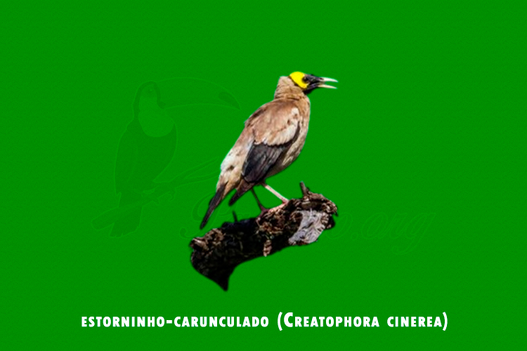 estorninho-carunculado (Creatophora cinerea)
