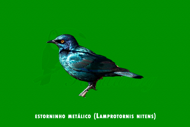 estorninho metalico (Lamprotornis nitens)