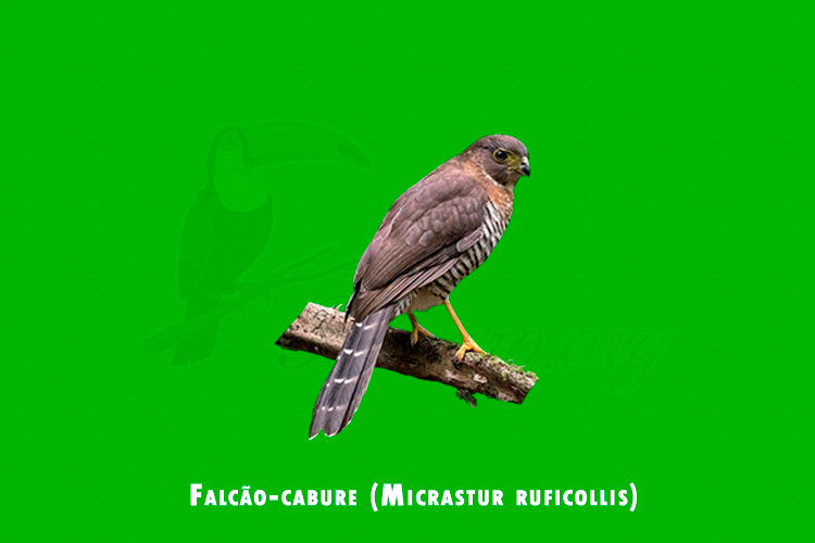 falcao-cabure (Micrastur ruficollis)