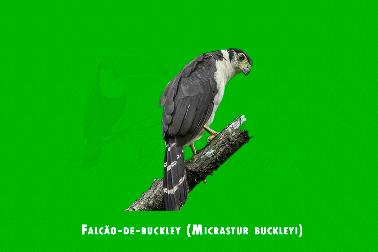 falcao-de-buckley (Micrastur buckleyi)