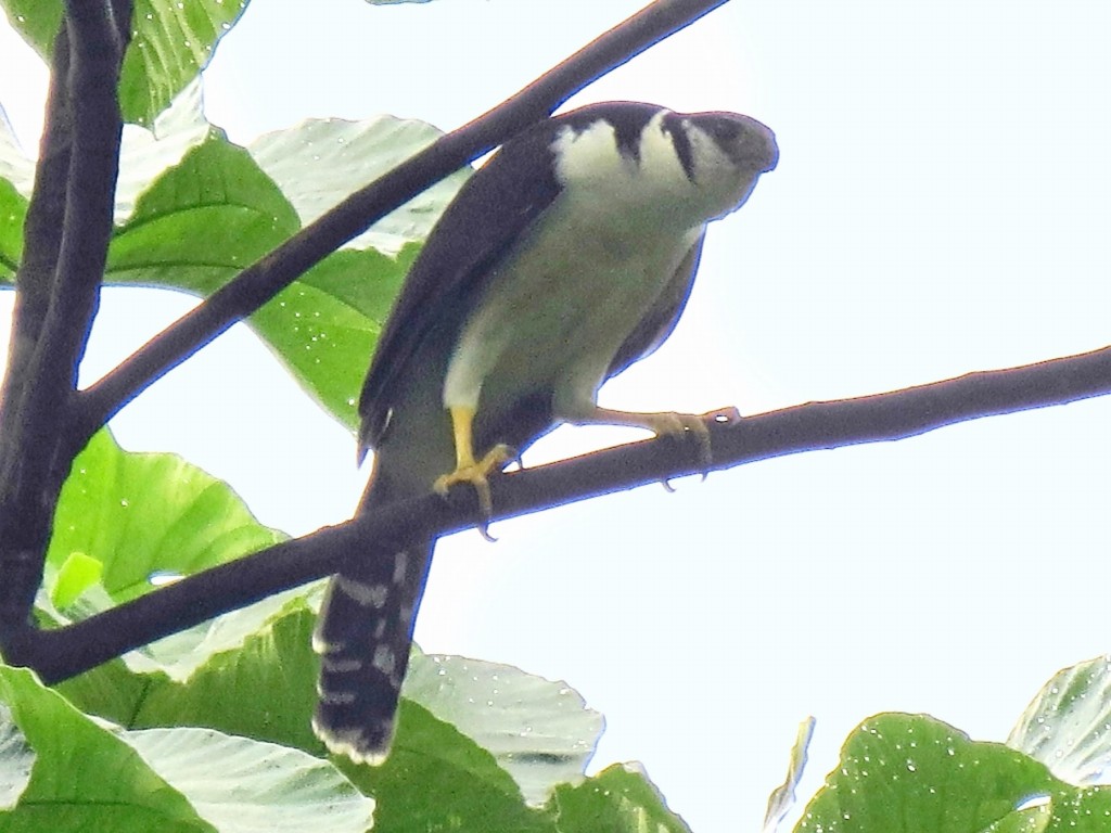 falcao-de-buckley habitat