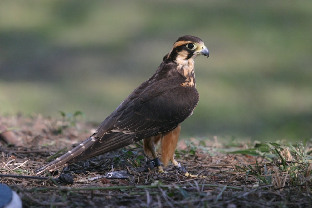 falcao-de-coleira