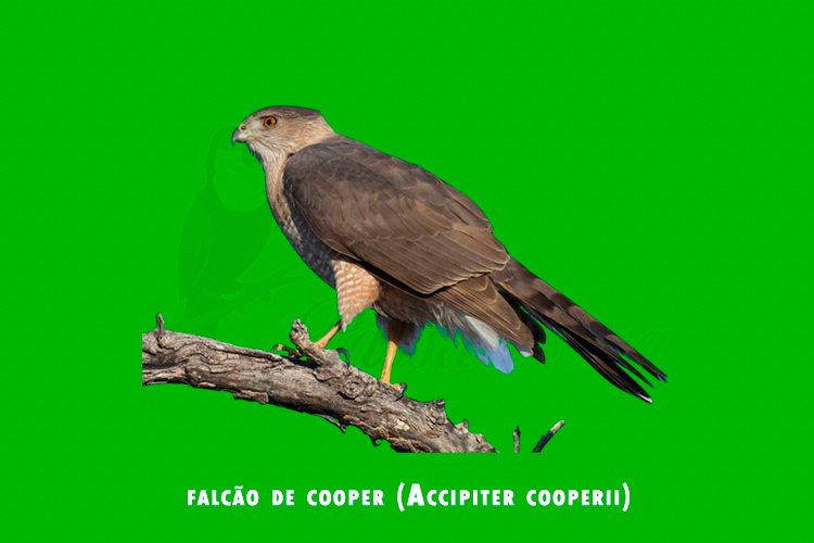 falcao de cooper (Accipiter cooperii)